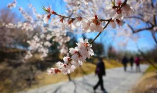 北京清明节去哪里玩
